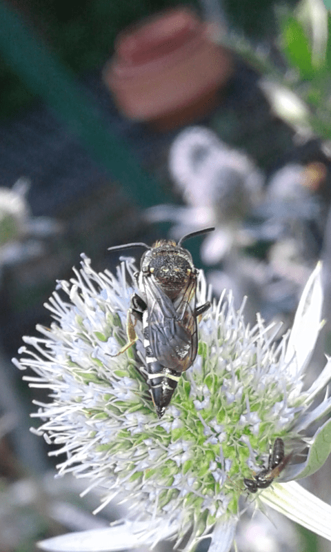 Apidae Megachilinae : Coelioxys sp.